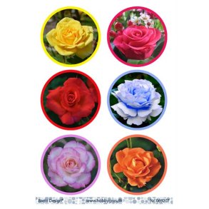 Klippeark Barto Roser M6