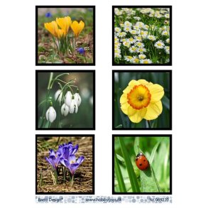 Klippeark Barto Forrsblomster M34