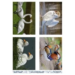 Klippeark Barto svaner/nder M9