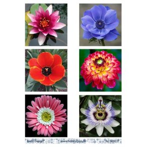 Klippeark Barto Blomster M43