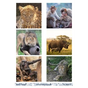 Klippeark Barto Vilde dyr M41