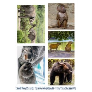 Klippeark Barto Vilde dyr M41