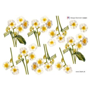 3D ark Hvide for�rsblomster M21