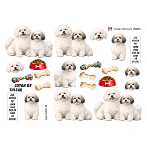 3D ark Hund coton de tulear M49