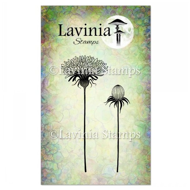 Open dandelion LAV745