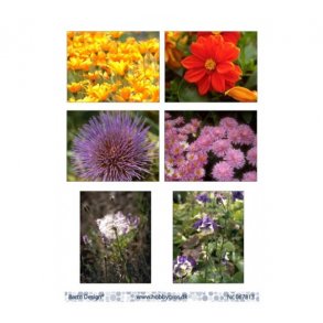 Barto klippeark blomster M42