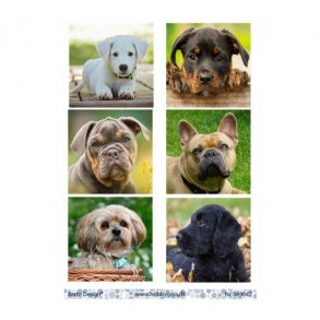 Klippeark Barto Hundehvalpe M1