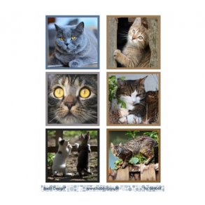 Klippeark Barto Katte M1