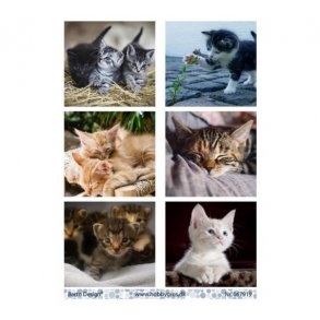 Klippeark Barto Katte M26