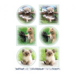 Klippeark Barto Katte M27