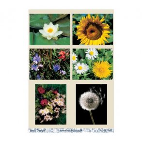 Klippeark Blomster M27