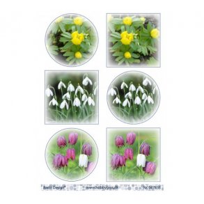 Klippeark Forrsblomster M33