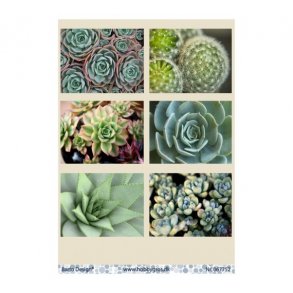 Klippeark Sukkelent / kaktus M39