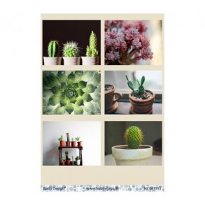 Klippeark Sukkulent / kaktus M39