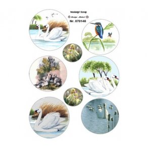 Klippeark svaner, fugle M40